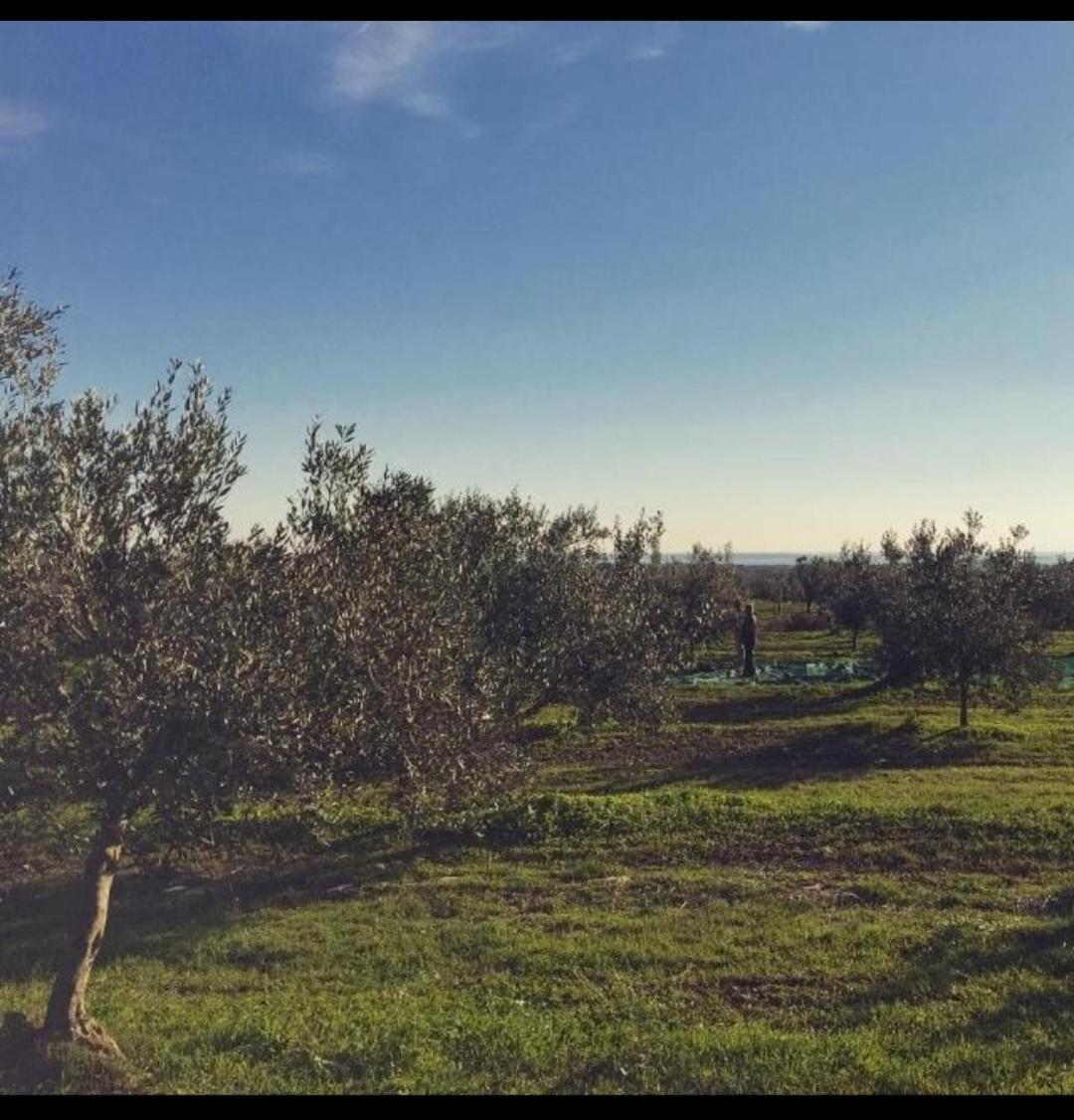 Apartman Ostrea *** Bale Esterno foto