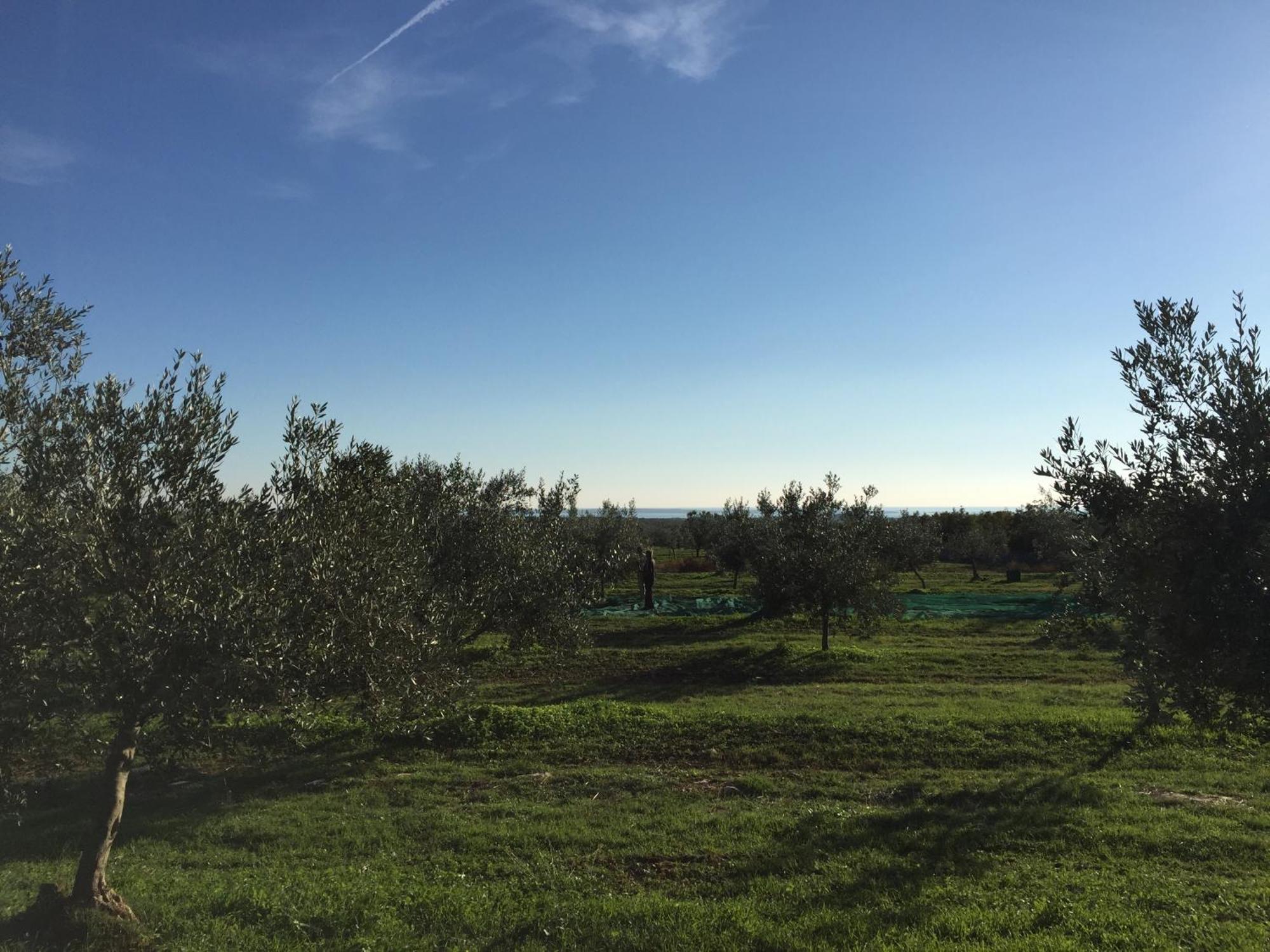 Apartman Ostrea *** Bale Esterno foto